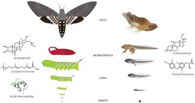 Constraints and Opportunities for the Evolution of Metamorphic Organisms in a Changing Climate